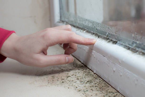 Best Comprehensive Air Testing for Mold Contaminants  in Hansen, ID