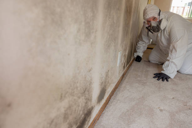 Best Emergency Mold Remediation  in Hansen, ID